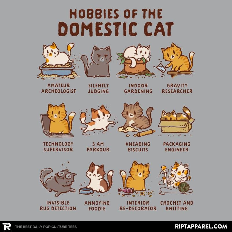 Cat Hobbies